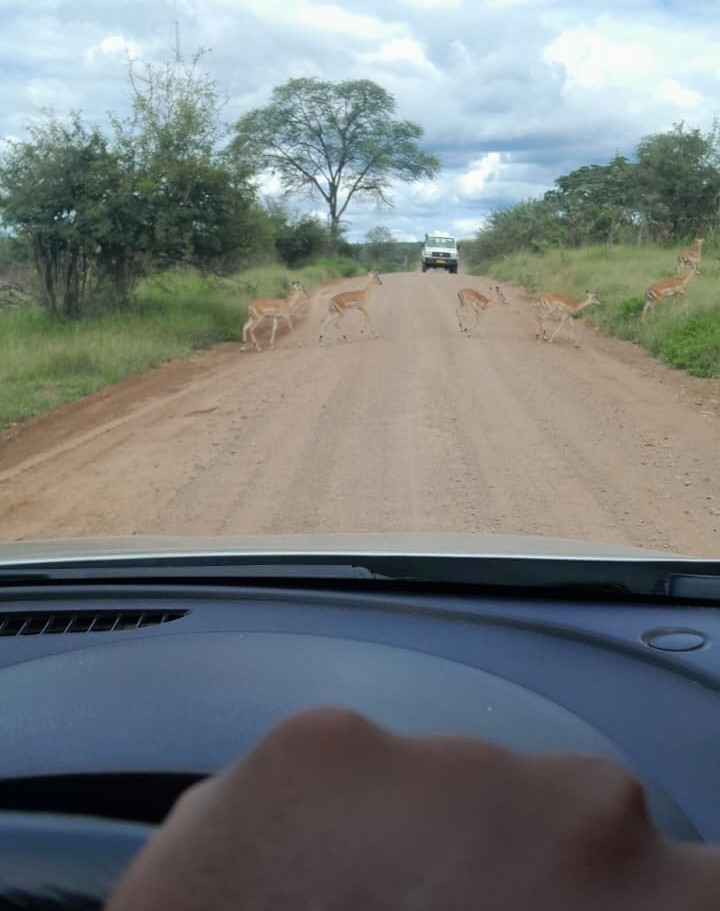 Safari Chauffeur Tours